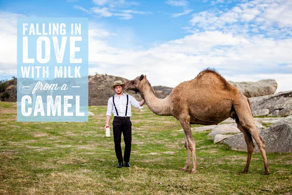 Falling In Love With Desert Farms’s Camel Milk 